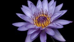 Flowers black background purple flowers