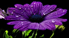 Flowers black background purple flowers water drops