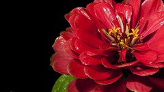 Flowers black background red flowers