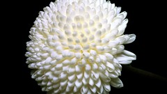 Flowers black background white flowers