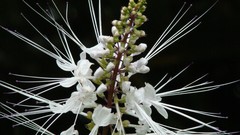 Flowers black background white flowers