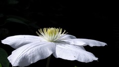 Flowers black background white flowers