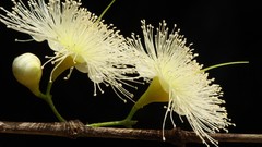 Flowers black background white flowers