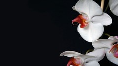 Flowers black background white flowers Orchids