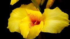 Flowers black background yellow flowers