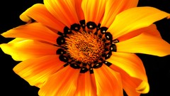 Flowers black orange shot colors