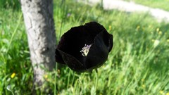 Flowers black Poppies