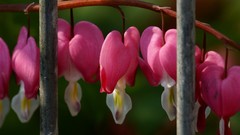 Flowers Bleeding Hearts