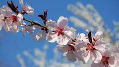 Flowers bloom spring