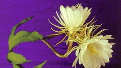 Flowers bloom white flowers Cereus