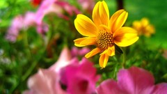 Flowers blossom yellow flowers