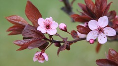 Flowers blossoms branches