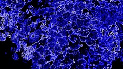 Flowers blue abstract digital art artistic