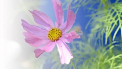 Flowers blue background pink flowers cosmos flower