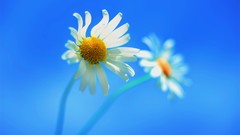 Flowers blue background windows 8 minimalistic digital art