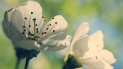 Flowers blue bright white Green spring colors white flowers 