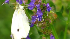 Flowers blue Butterflies white insects