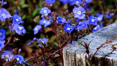 Flowers blue flowers