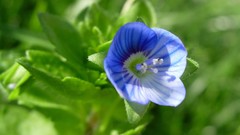 Flowers blue flowers