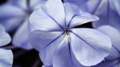 Flowers blue flowers