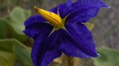 Flowers blue flowers