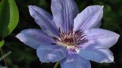Flowers blue flowers