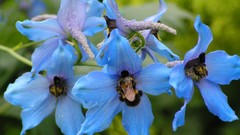 Flowers blue flowers