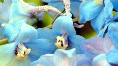 Flowers blue flowers