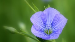 Flowers blue flowers