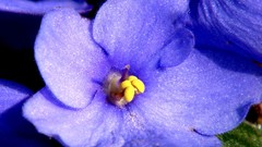 Flowers blue flowers