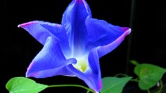 Flowers blue flowers