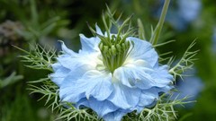 Flowers blue flowers