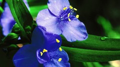 Flowers blue flowers