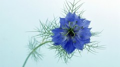 Flowers blue flowers