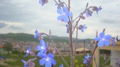 Flowers blue flowers