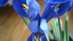 Flowers blue flowers