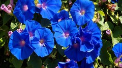 Flowers blue flowers