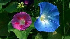 Flowers blue flowers