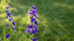 Flowers blue flowers