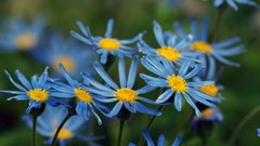 Flowers blue flowers