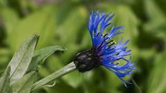 Flowers blue flowers