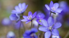 Flowers blue flowers