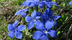 Flowers blue flowers