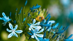 Flowers blue flowers