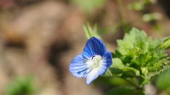 Flowers blue flowers
