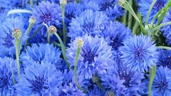 Flowers blue flowers