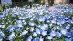 Flowers blue flowers