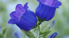 Flowers blue flowers