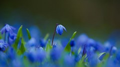 Flowers blue flowers