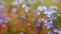 Flowers blue flowers depth of field Forget-me-nots
